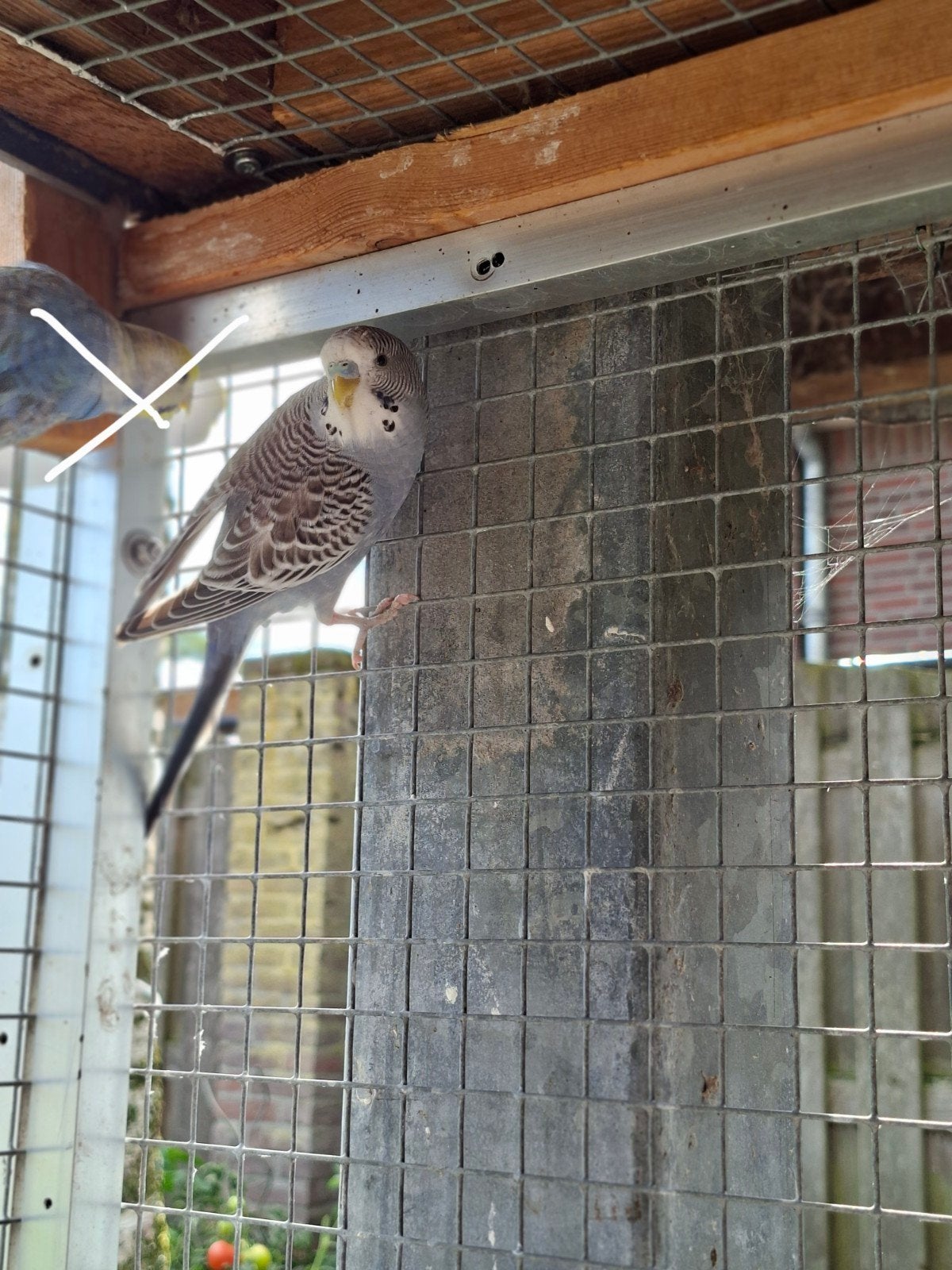 grasparkietjes, Dieren en Toebehoren, Meerdere dieren, Kleurkanarie