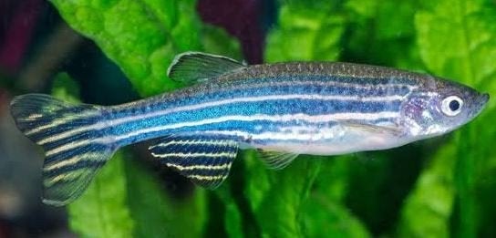Zebravis. Danio rerio. Eigen kweek, Vis, Zoetwatervis