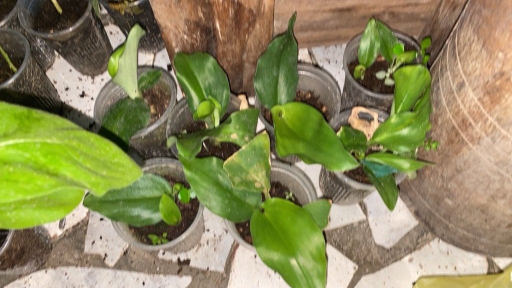 Kentjoerplantjes uit Suriname te koop-, Ophalen, Volle zon, Groenteplanten, Eenjarig