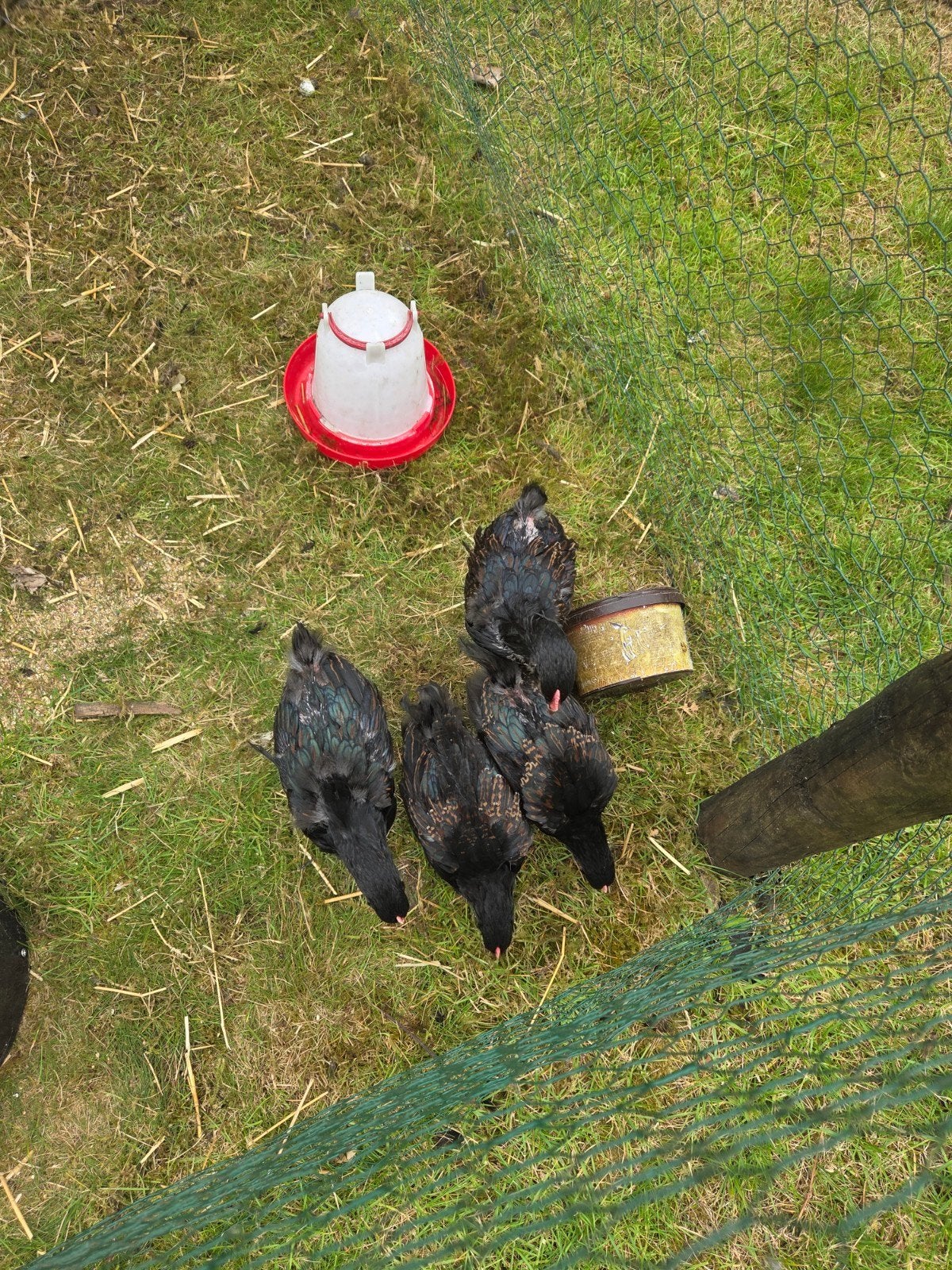 4 jonge haantjes gratis af te halen, Dieren en Toebehoren, Pluimvee, Mannelijk, Kip
