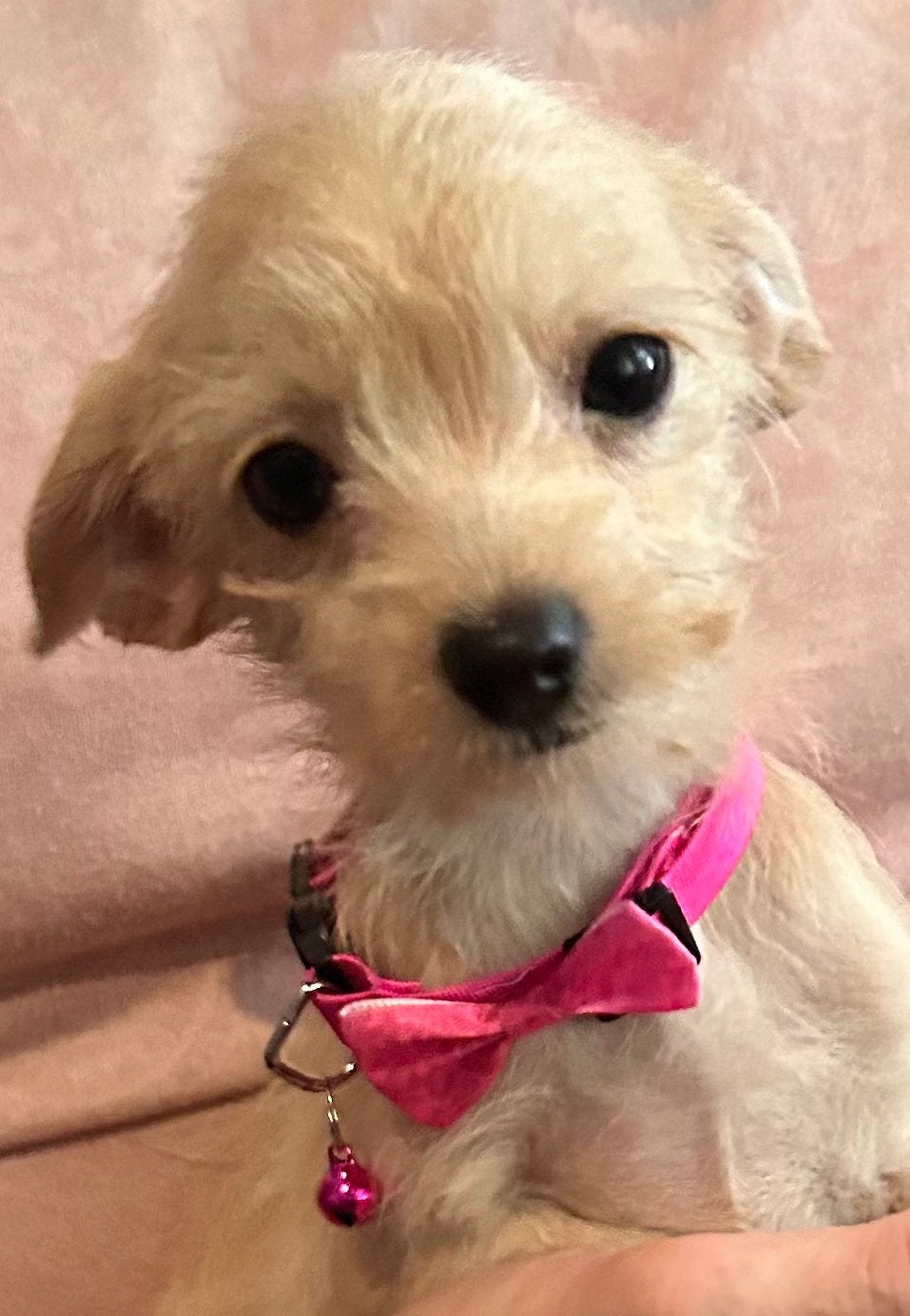 Chipoo nog 1 teefje chiwawa kruising mini toy f1, Parvo, 8 tot 15 weken, Teef, Eén hond