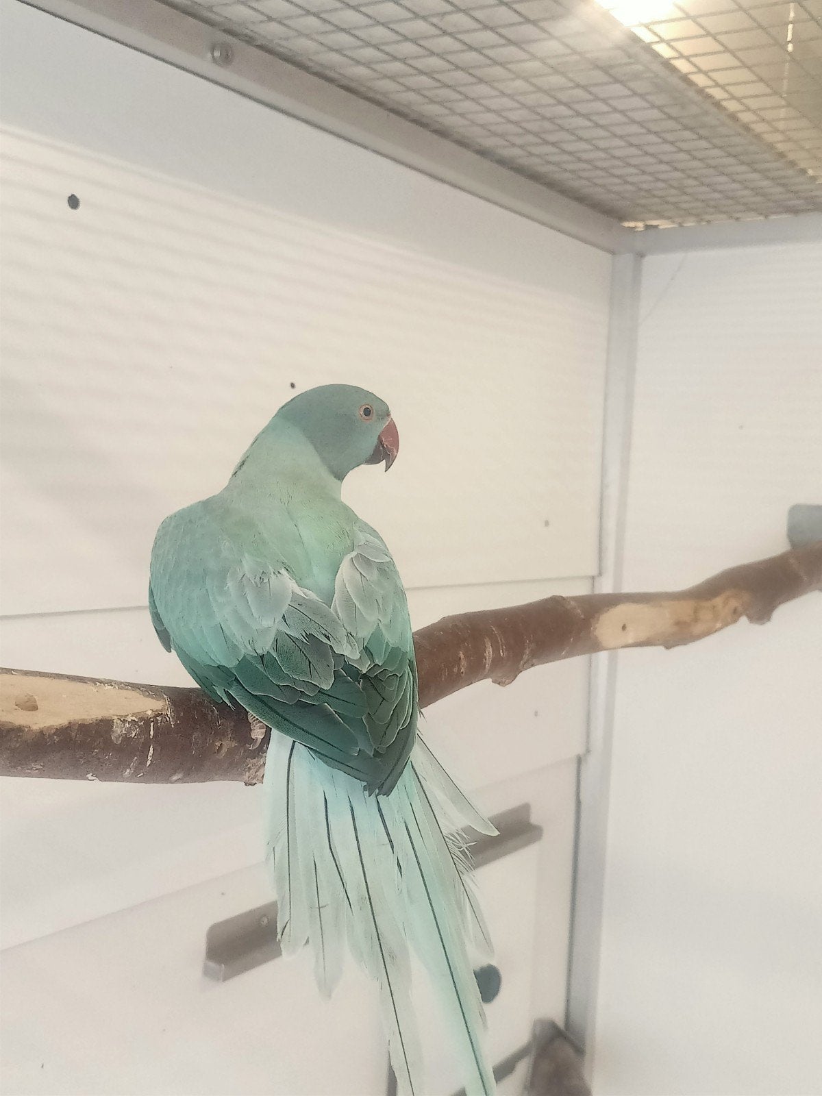 Halsbandparkiet Opaline Turquoise split Bleekstaart 2025 POP, Dieren en Toebehoren, Vogels | Parkieten en Papegaaien, Vrouwelijk