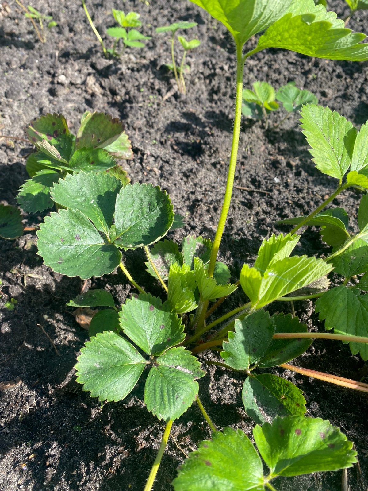 Aardbeiplantjes te koop – jonge stekken en oudere planten, Tuin en Terras, Ophalen, Overige soorten, Minder dan 100 cm