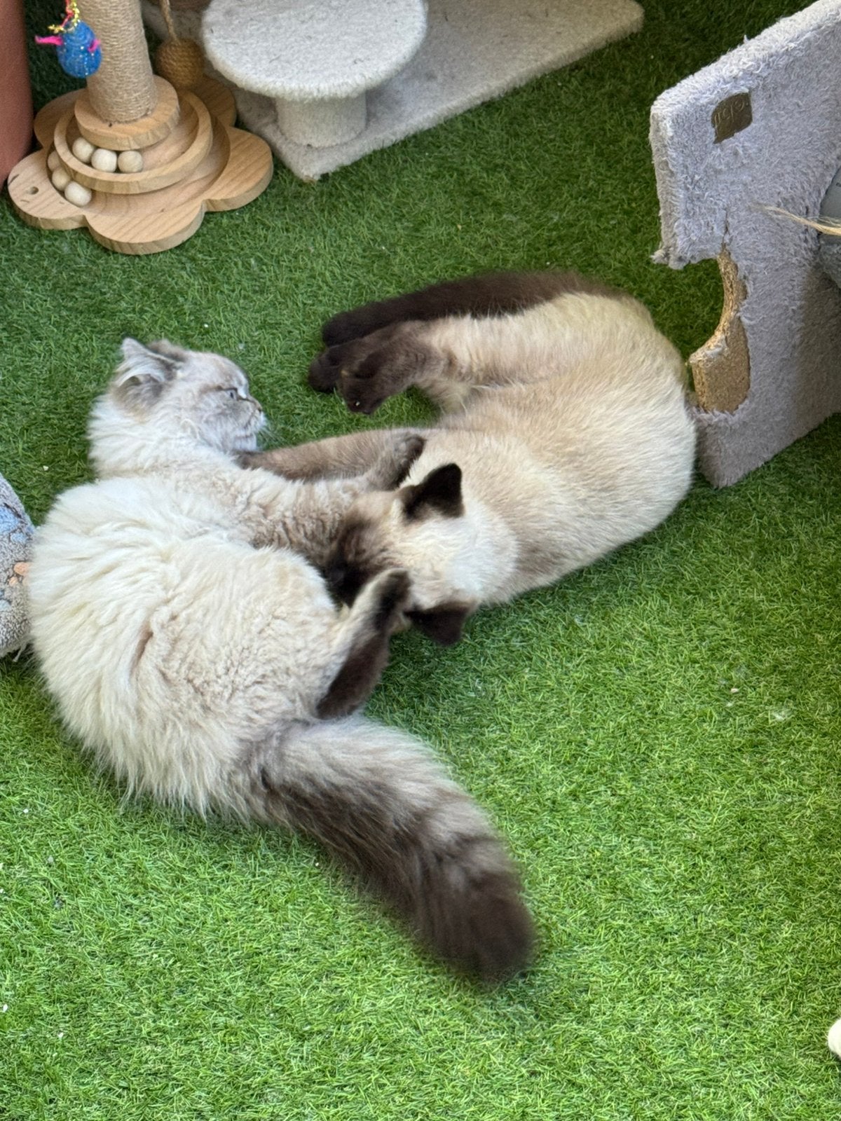 Te koop, Meerdere dieren, Ontwormd, 0 tot 2 jaar