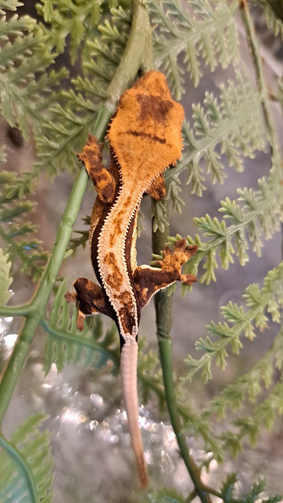 Wimpergekko vrouw, Tricolor full pinstripe. Proven Crested Gecko photo 8