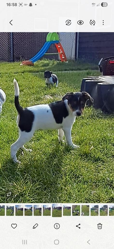 Prachtige boeren fox pups!, Dieren en Toebehoren, Overige rassen, 8 tot 15 weken, Meerdere, Meerdere dieren