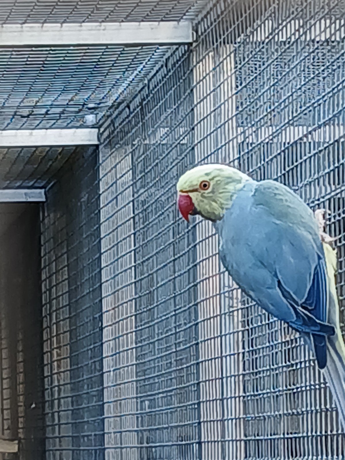 Halsbanden in verschillende leeftijden, Dieren en Toebehoren, Vogels | Parkieten en Papegaaien, Meerdere dieren, Parkiet