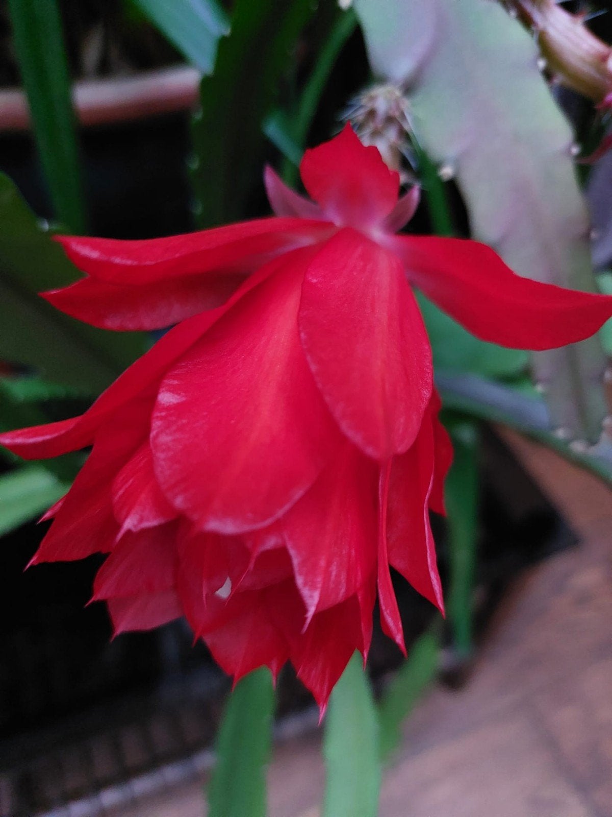 Epiphyllum Ackermanii - Gewortelde stek, Ophalen of Verzenden, Overige soorten, Volle zon