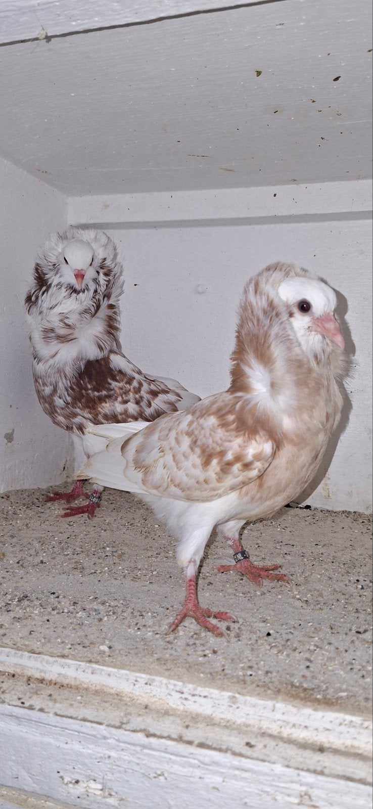 te koop sierduiven Oudhollands kapucijnen duiven, Dieren en Toebehoren, Meerdere dieren, Overige soorten