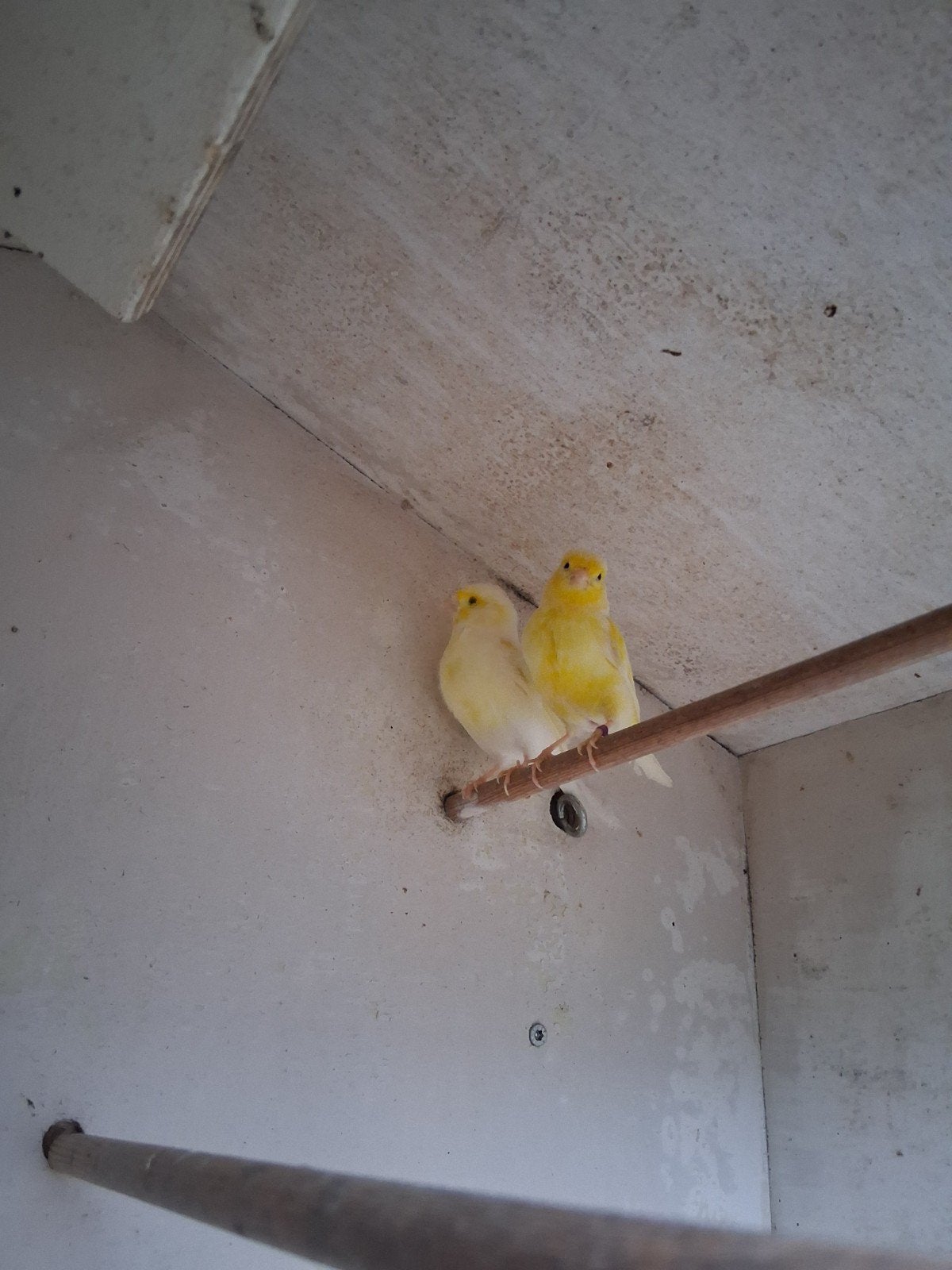 Koppel kanaries, Dieren en Toebehoren, Vogels | Kanaries, Meerdere dieren, Kleurkanarie