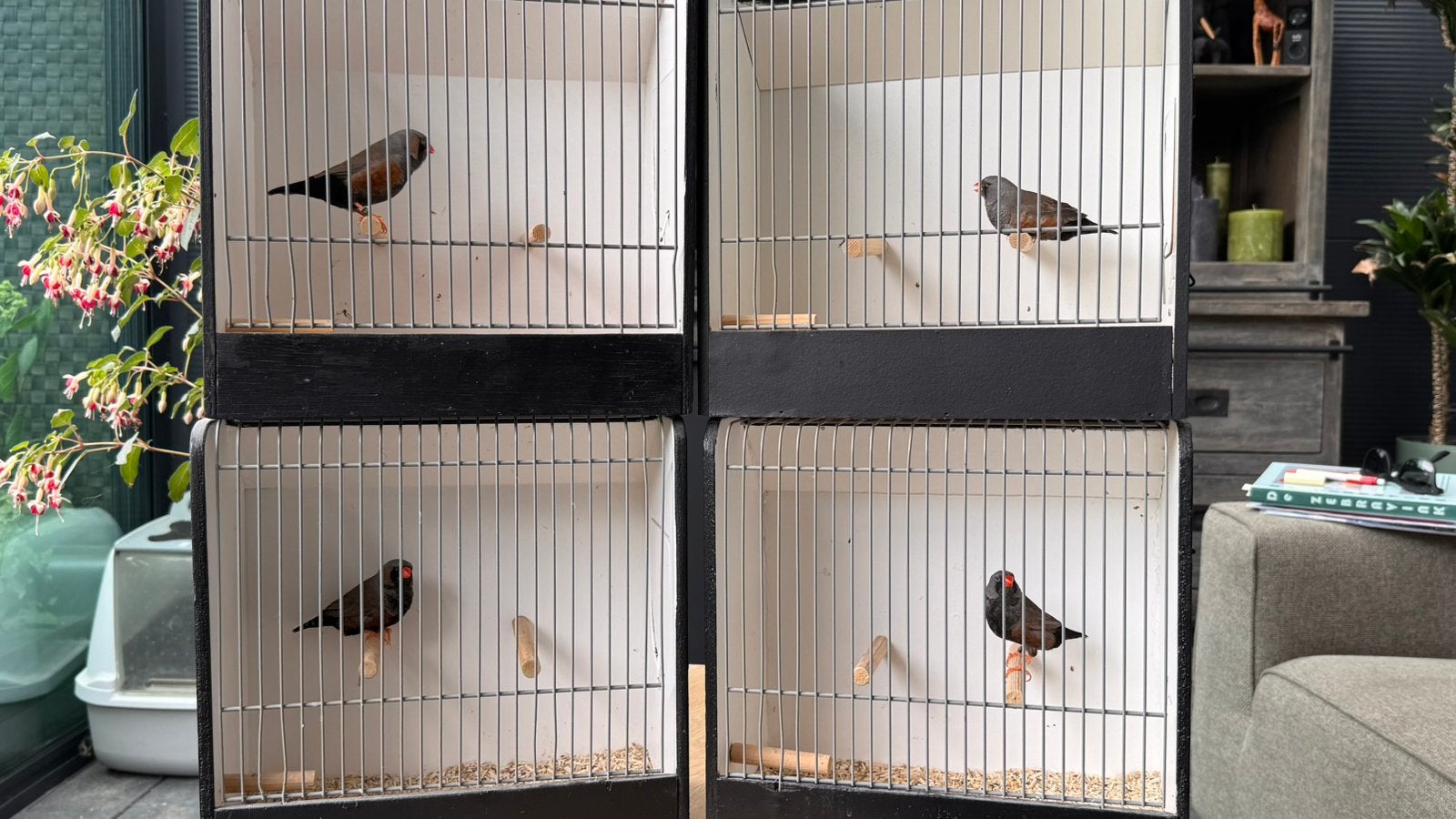 4 charcoal mannen, Dieren en Toebehoren, Vogels | Overige Vogels, Mannelijk, Tropenvogel, Geringd