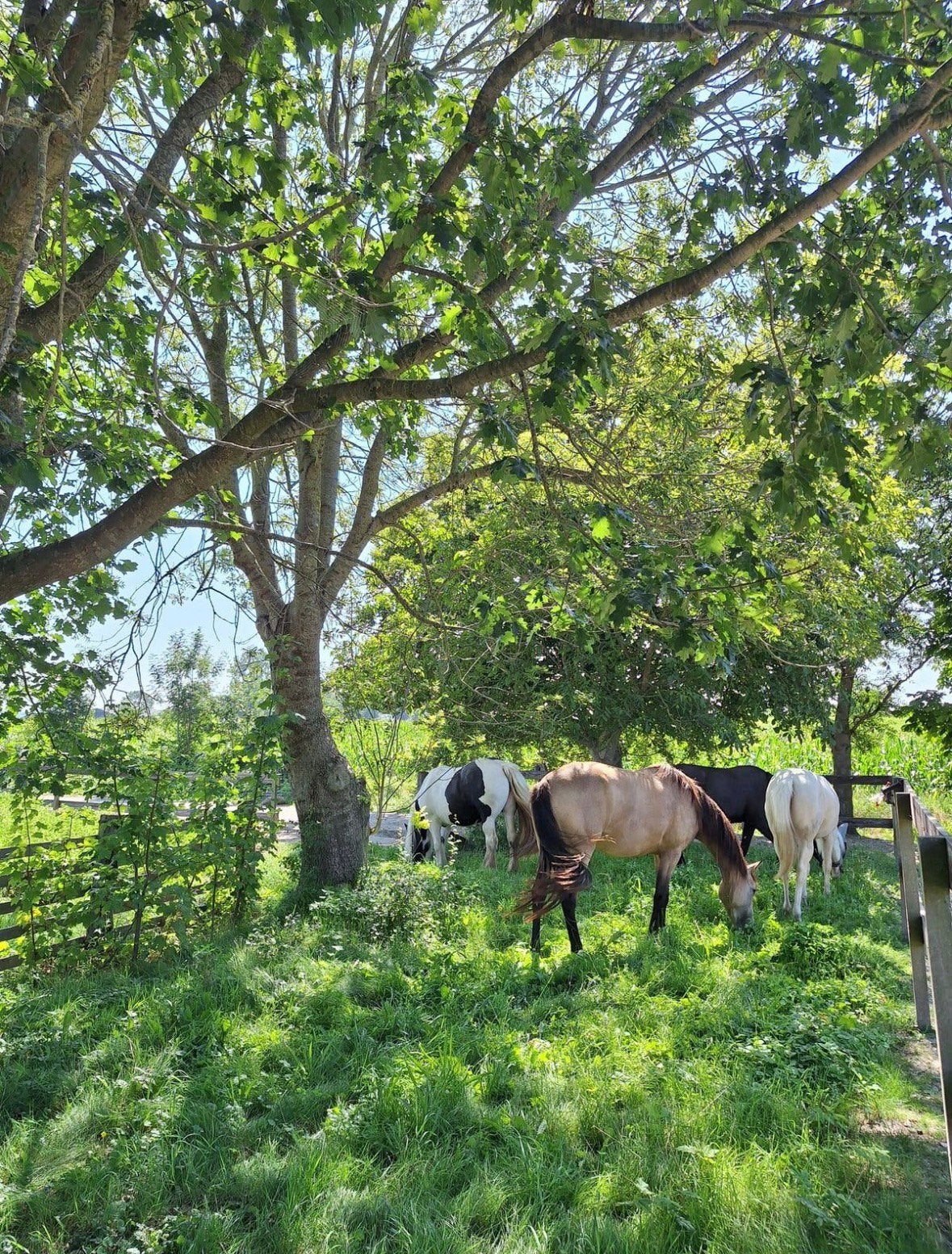Kleinschalige paddock paradise aan huis in Zevenhoven