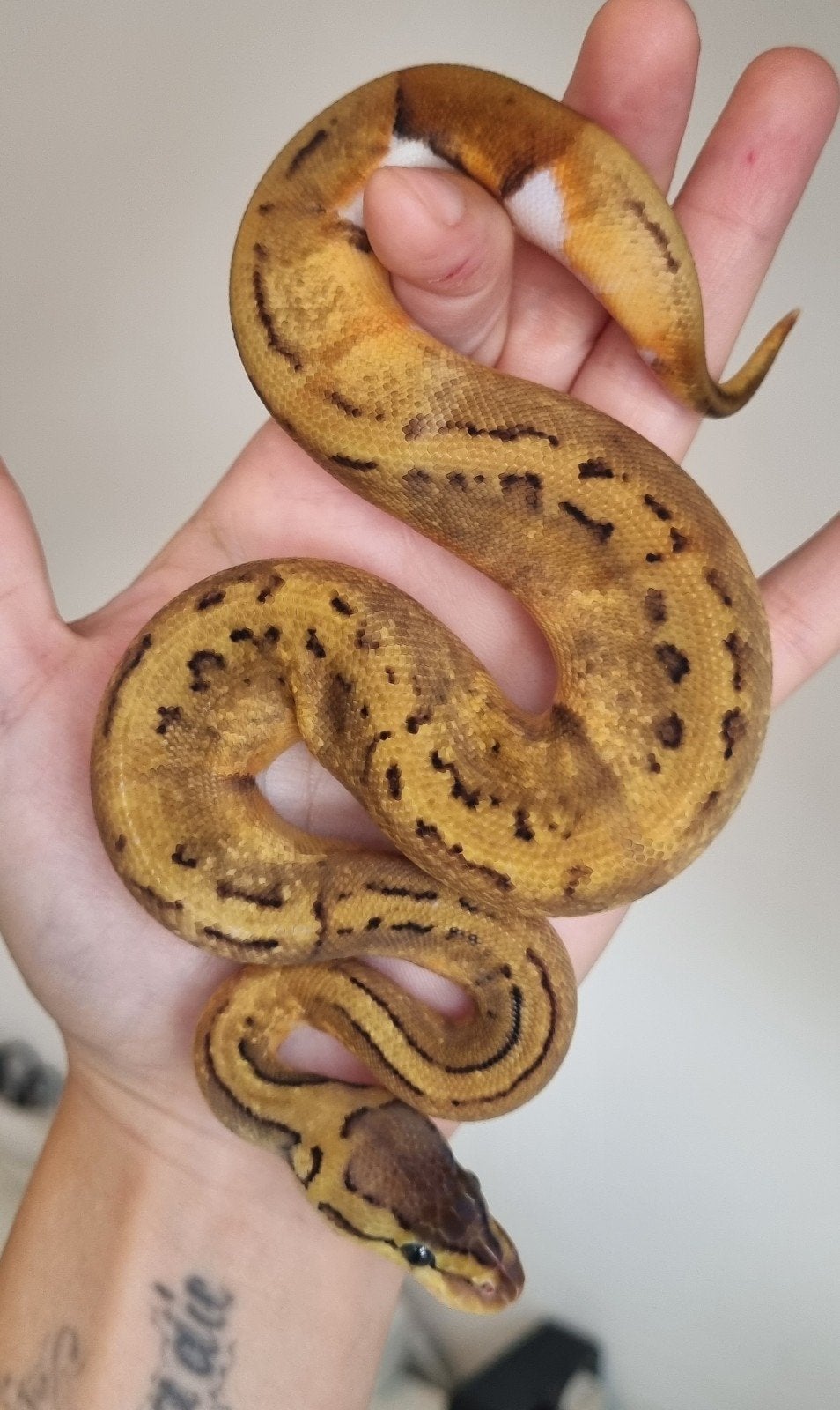 0.1 pinstripe enchi piebald koningspython Ball Python photo 2
