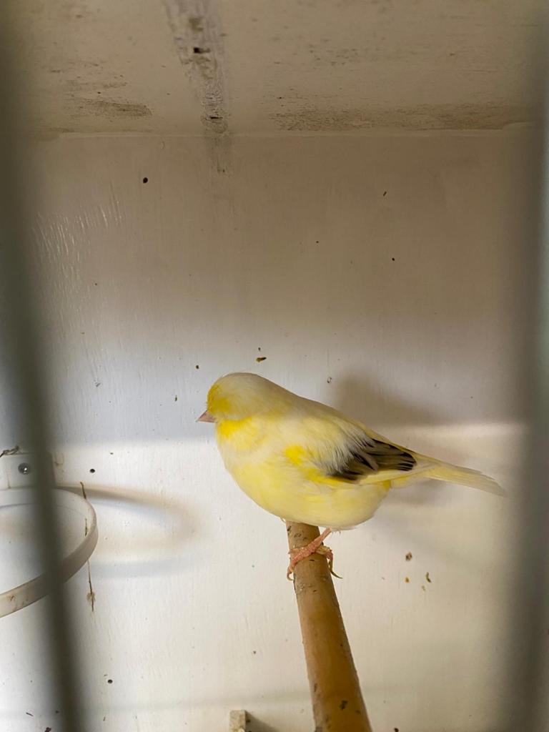 Koppel glosters, Dieren en Toebehoren, Vogels | Kanaries, Meerdere dieren