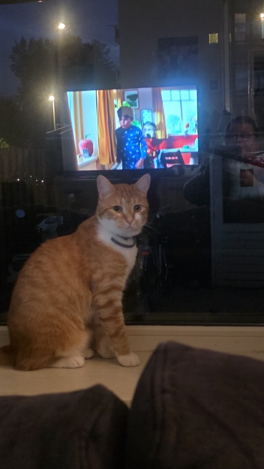 katten, Dieren en Toebehoren