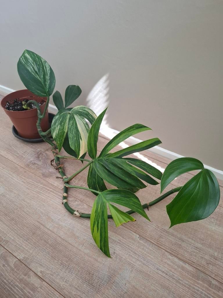 Philodendron dragontail variegata zeldzaam, Huis en Inrichting, Kamerplanten, Ophalen of Verzenden, Halfschaduw, Minder dan 100 cm