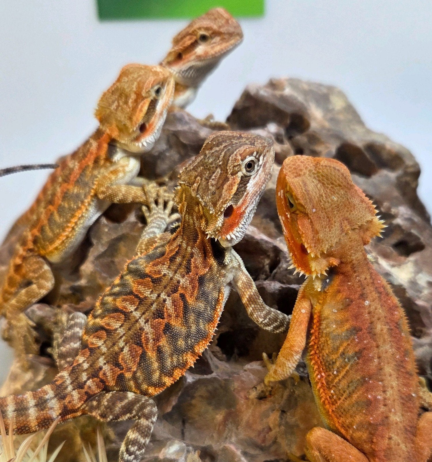 Baardagaam Rood 5X Bearded Dragon photo 2