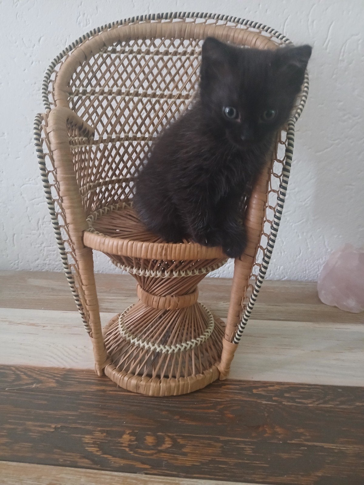 X Noorse boskat kittens, Meerdere dieren, Ontwormd, 0 tot 2 jaar