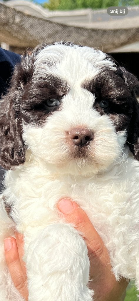 MINI Labradoodle CUDDLEWELLRANCH ❤️mogen bijna verhuizen❤️, Parvo, Overige rassen, 8 tot 15 weken, Meerdere