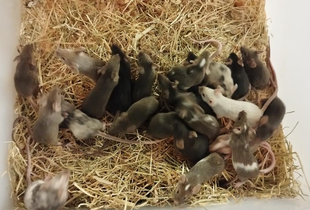 kleurmuizen: driekleur, bont, wildkleur, zwart & siamees, Dieren en Toebehoren, Knaagdieren, April, Muis, Meerdere dieren, Tam