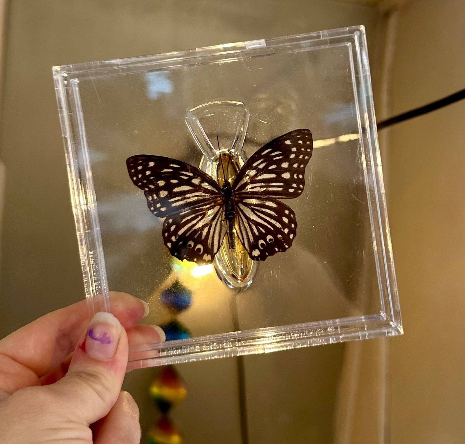 graphium megarus vlinder in lijstje, Verzamelen, Ophalen of Verzenden, Nieuw, Insect, Opgezet dier