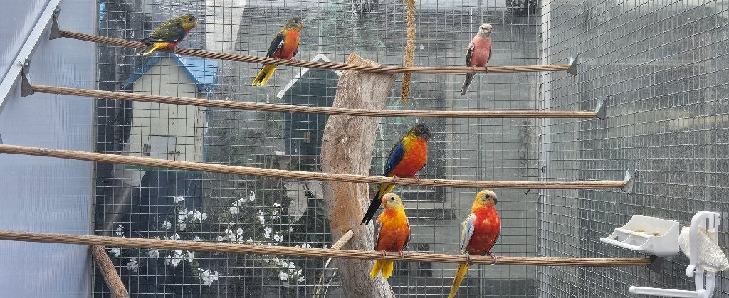 Jonge Roodbuik Turquoisine Parkieten 1 man 2 poppen, Dieren en Toebehoren, Meerdere dieren, Parkiet
