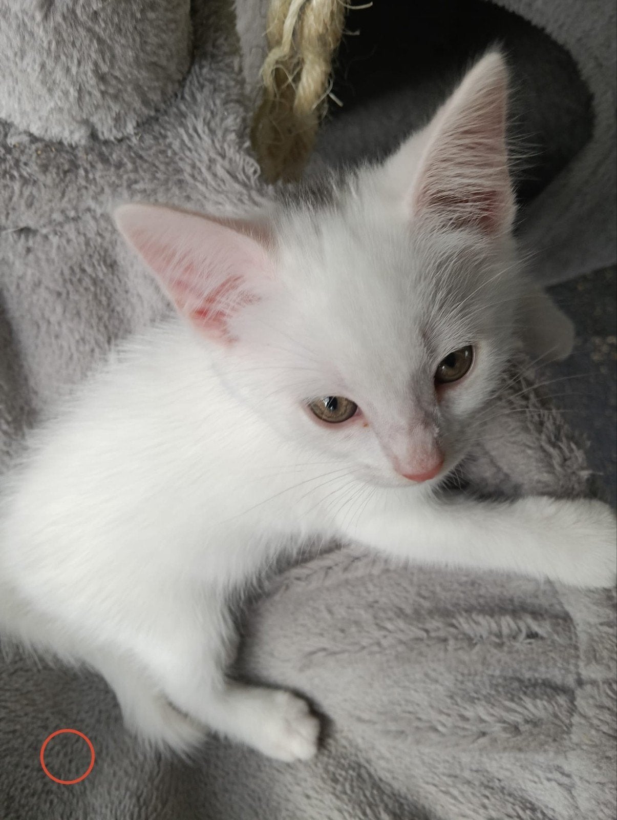 Witte kittens, Meerdere dieren, Kortharig, 0 tot 2 jaar
