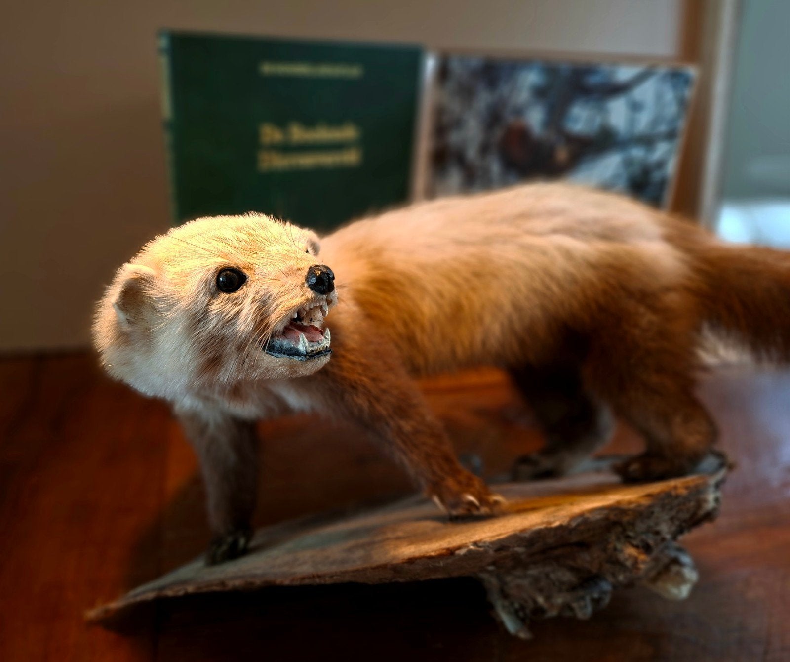 Opgezette Marter | Taxidermie | Goede conditie | Vraatvrij, Verzamelen, Ophalen of Verzenden, Zo goed als nieuw, Wild dier, Opgezet dier