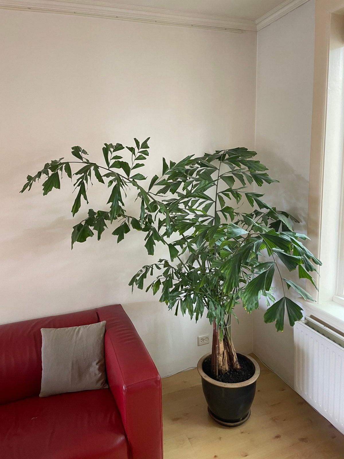 Caryota Mitis (Zachte Vinnetjespalm), Ophalen, 100 tot 150 cm, Palm, Halfschaduw