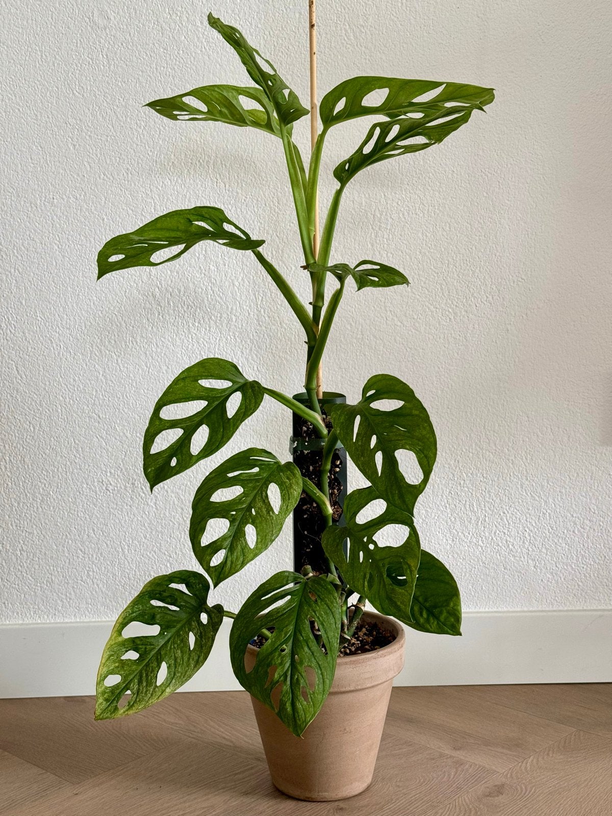 Monstera Adansonii Mint Variegata - H:70cm, Ophalen, Halfschaduw, In pot, Minder dan 100 cm