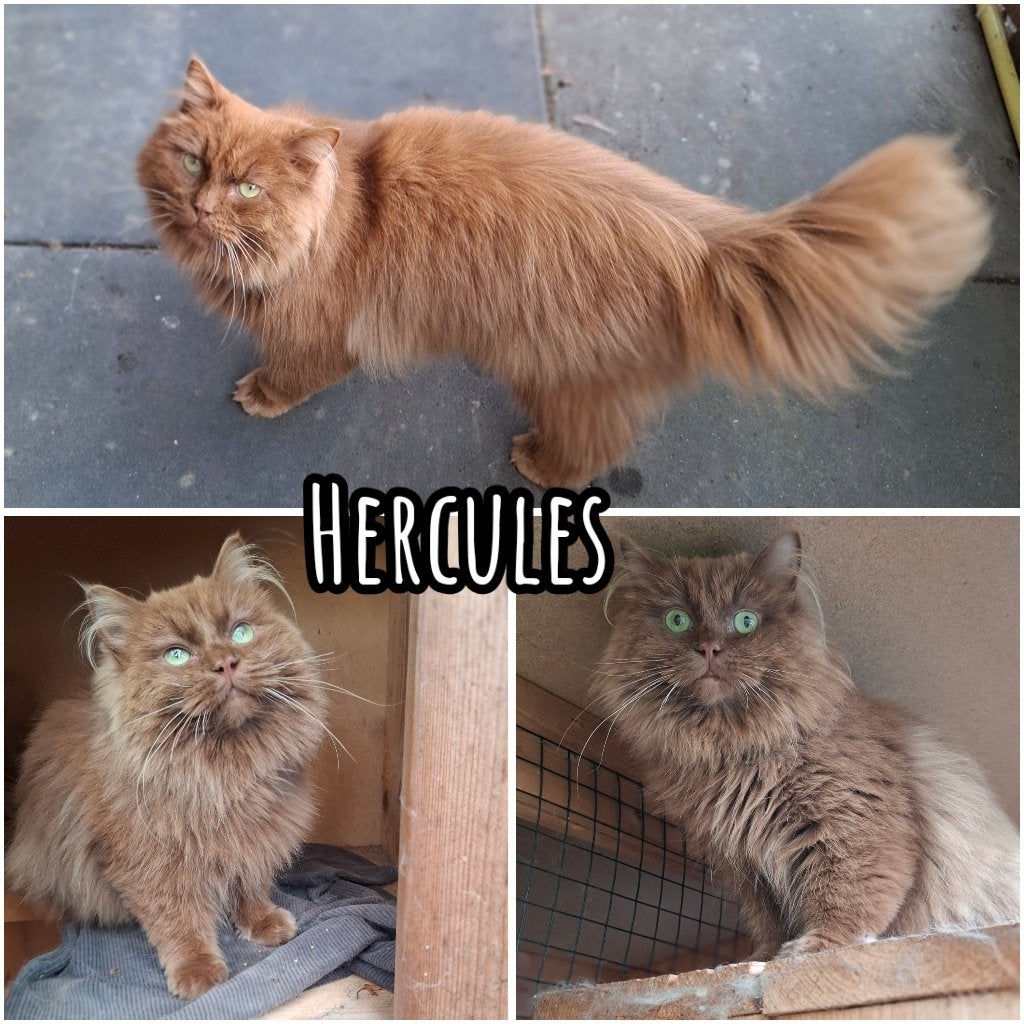 Cinnamon solid ragdoll dekkaters, 0 tot 2 jaar