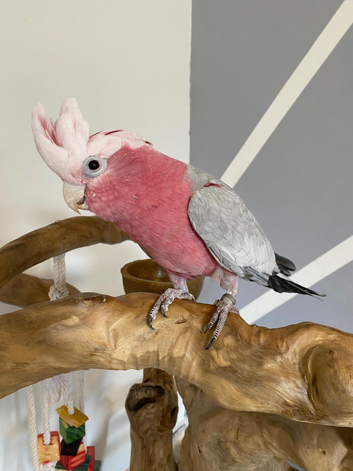 Superlieve & tamme Rosé kaketoe, Dieren en Toebehoren, Vrouwelijk, Papegaai, Pratend