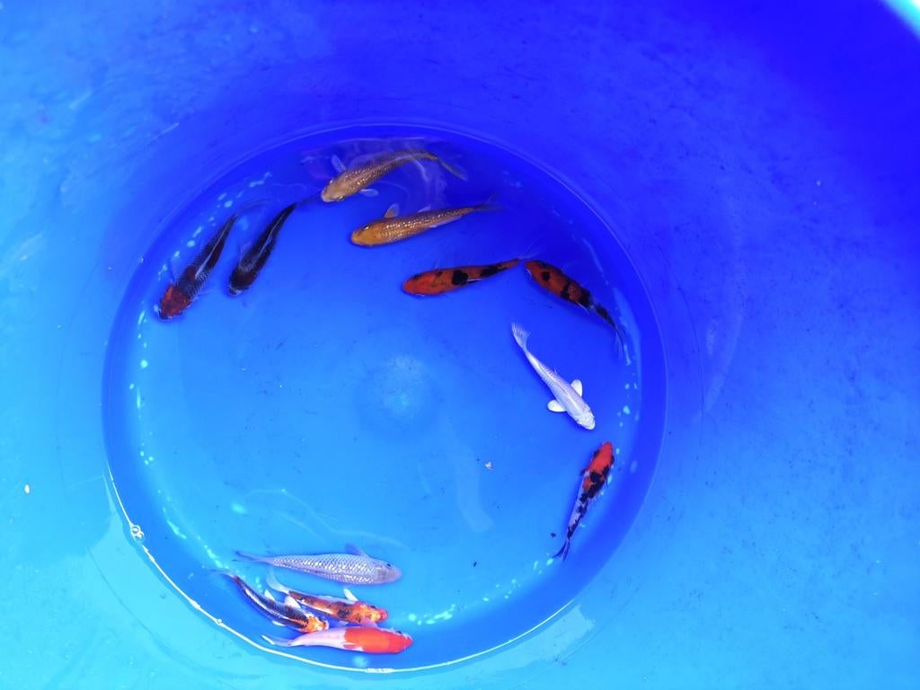 Koi 9-12 cm desgewenst bezorgd aan huis, Karper of Koi