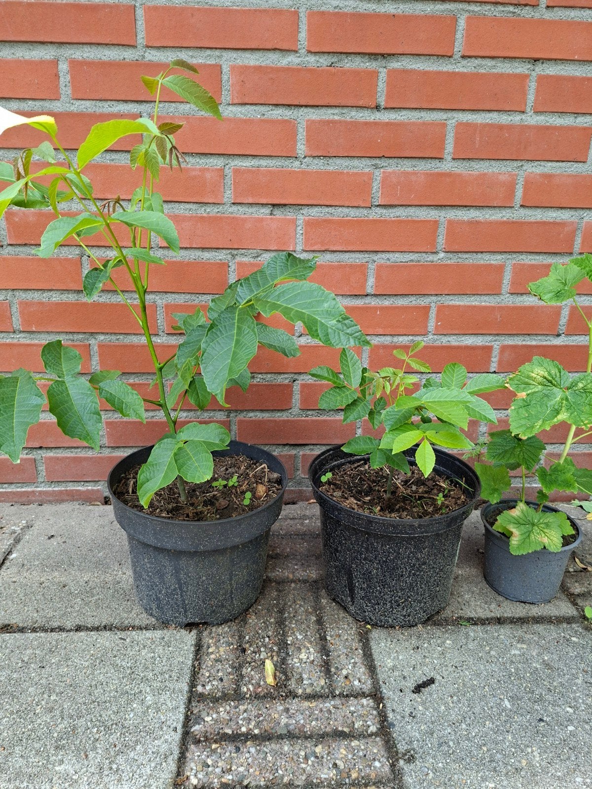 Notenboom, Tuin en Terras, Ophalen of Verzenden, Overige soorten, Volle zon