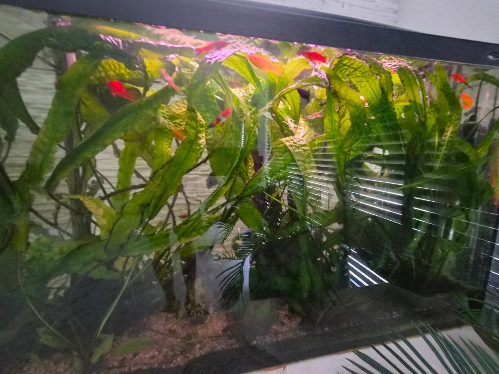 Aquariumplanten, Vis