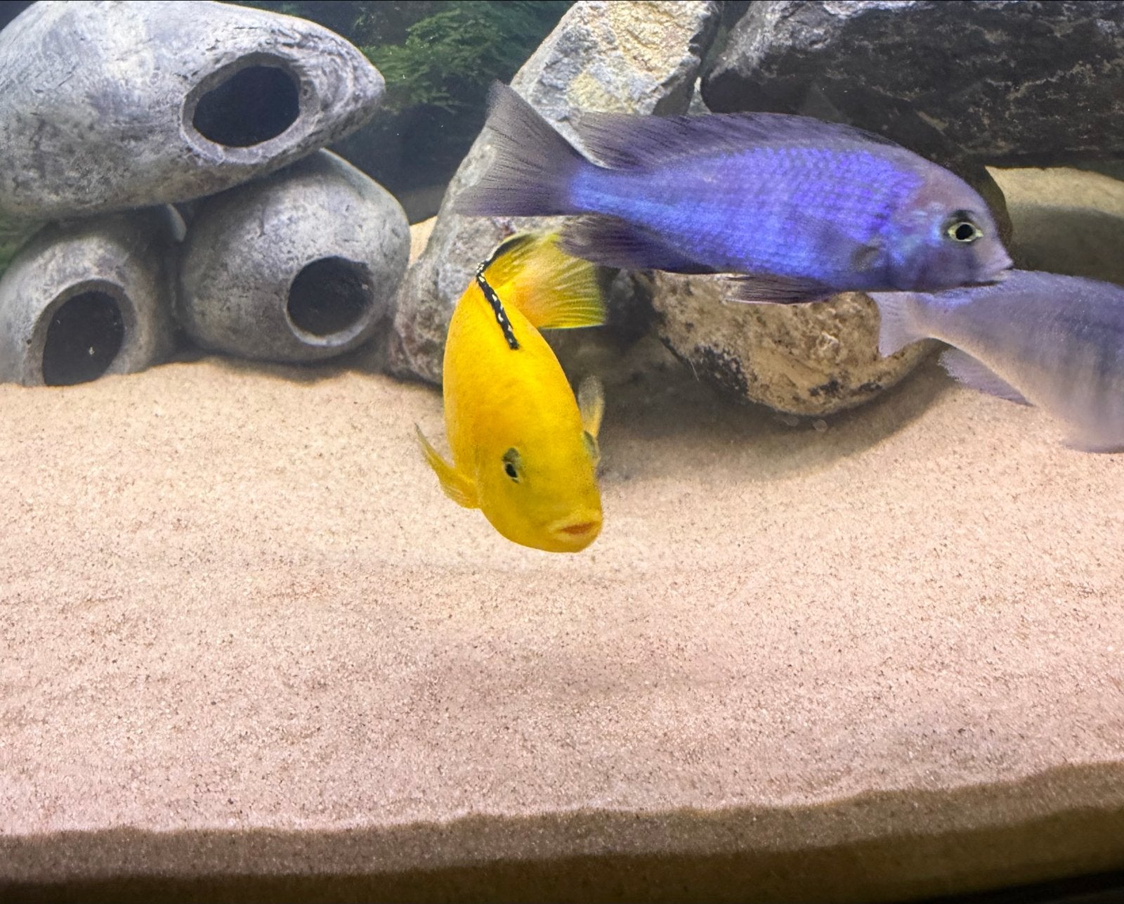 Cyrtocara moorii, Dieren en Toebehoren, Vis