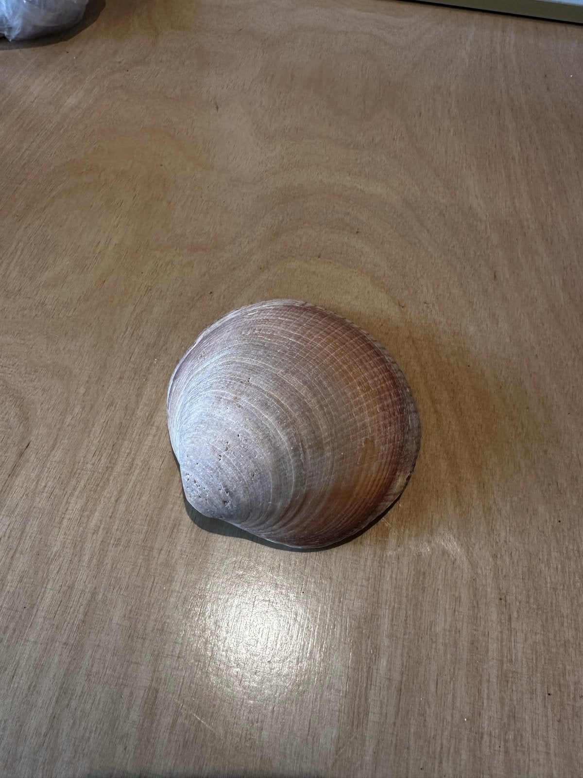 Grote schelp 10cm - Decoratie, Ophalen of Verzenden, Gebruikt