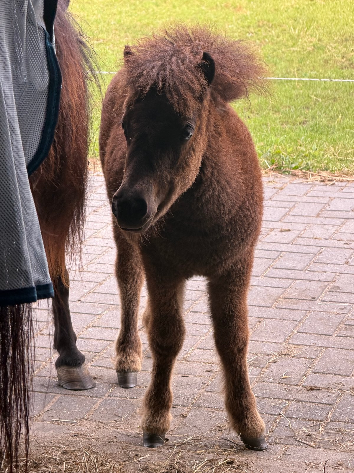 Shetlanderveulen merrie zwart, Dieren en Toebehoren, Paarden, Merrie, Niet van toepassing, Minder dan 160 cm, 0 tot 2 jaar