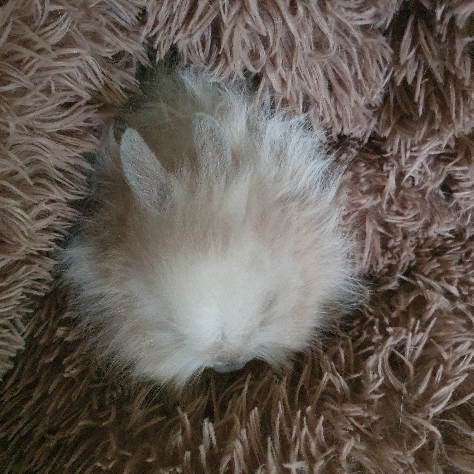 teddy dwerg konijnen., Dieren en Toebehoren, Konijnen, Meerdere dieren, Dwerg