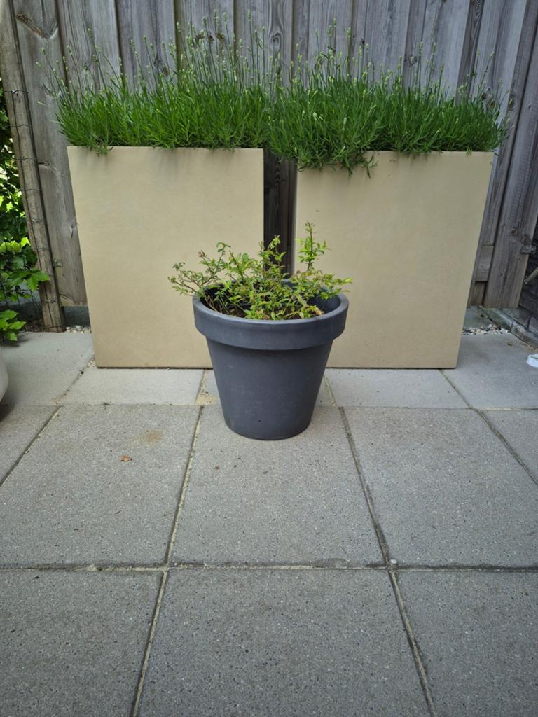 Biologische Blauwe Bessen struik in pot, Ophalen, Kunststof, Gebruikt, Minder dan 60 cm