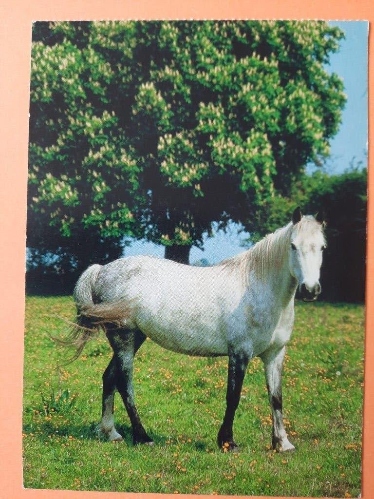 ansichtkaart paard veulen, Verzamelen, Ansichtkaarten | Dieren, Ophalen, 1980 tot heden, Ongelopen, Paard