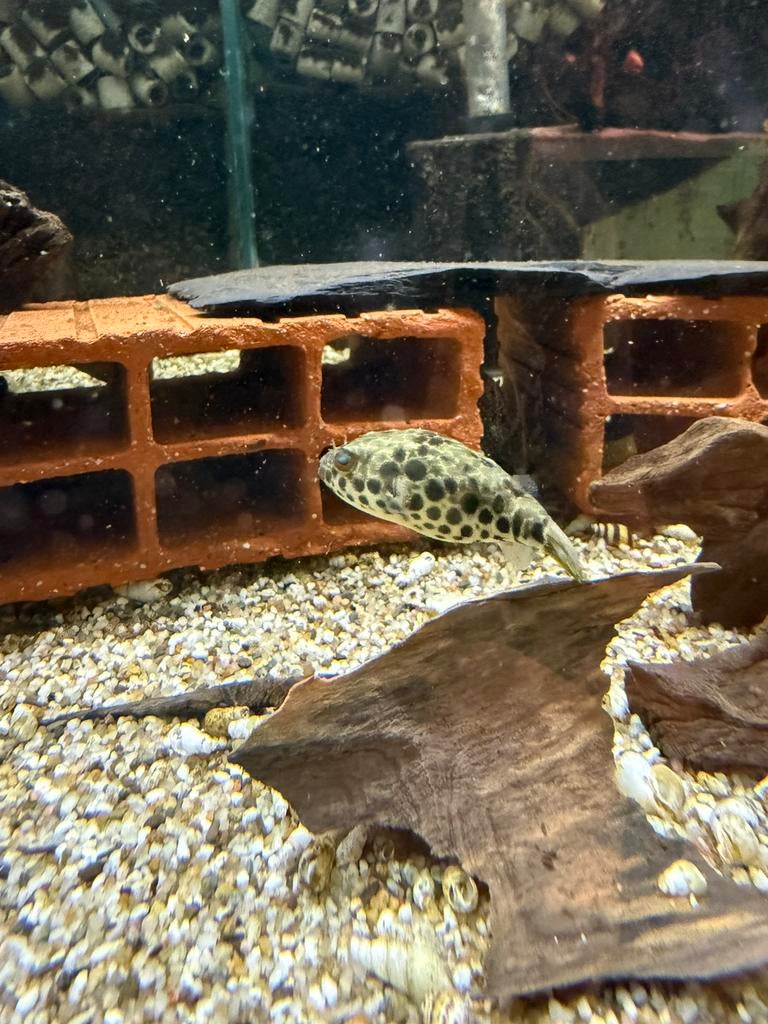 Tetraodon schoutedeni, Dieren en Toebehoren, Vissen | Aquariumvissen, Vis, Zoetwatervis