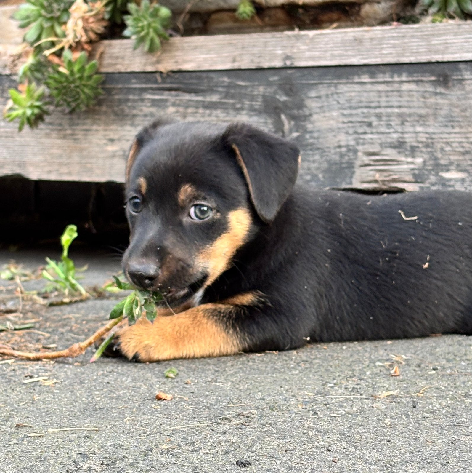 5 lieve jack russell pups, Parvo, Jack Russell Terriër, 8 tot 15 weken, Meerdere