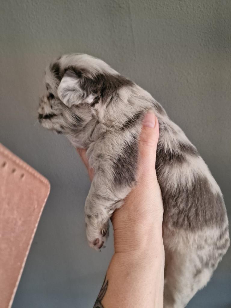 Franse bulldogs. 2 reutjes nog! Kunnen nu besproken worden, Dieren en Toebehoren, Honden | Bulldogs, Pinschers en Molossers, Reu