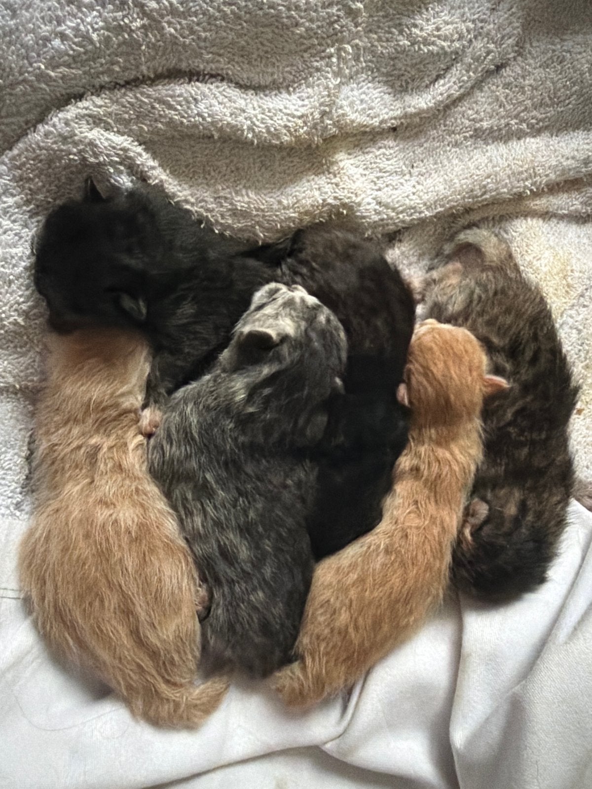 Perzisch kittens, Poes