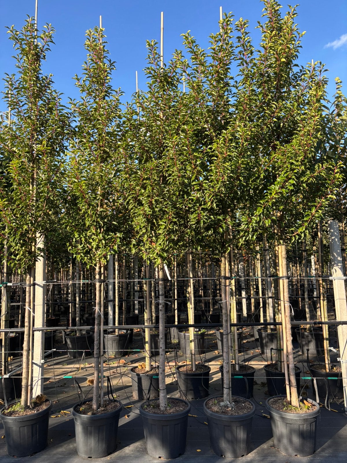 Prunus ‘Brenelia’ – Hoogstam, In pot, Bloeit niet, Halfschaduw, 250 tot 400 cm