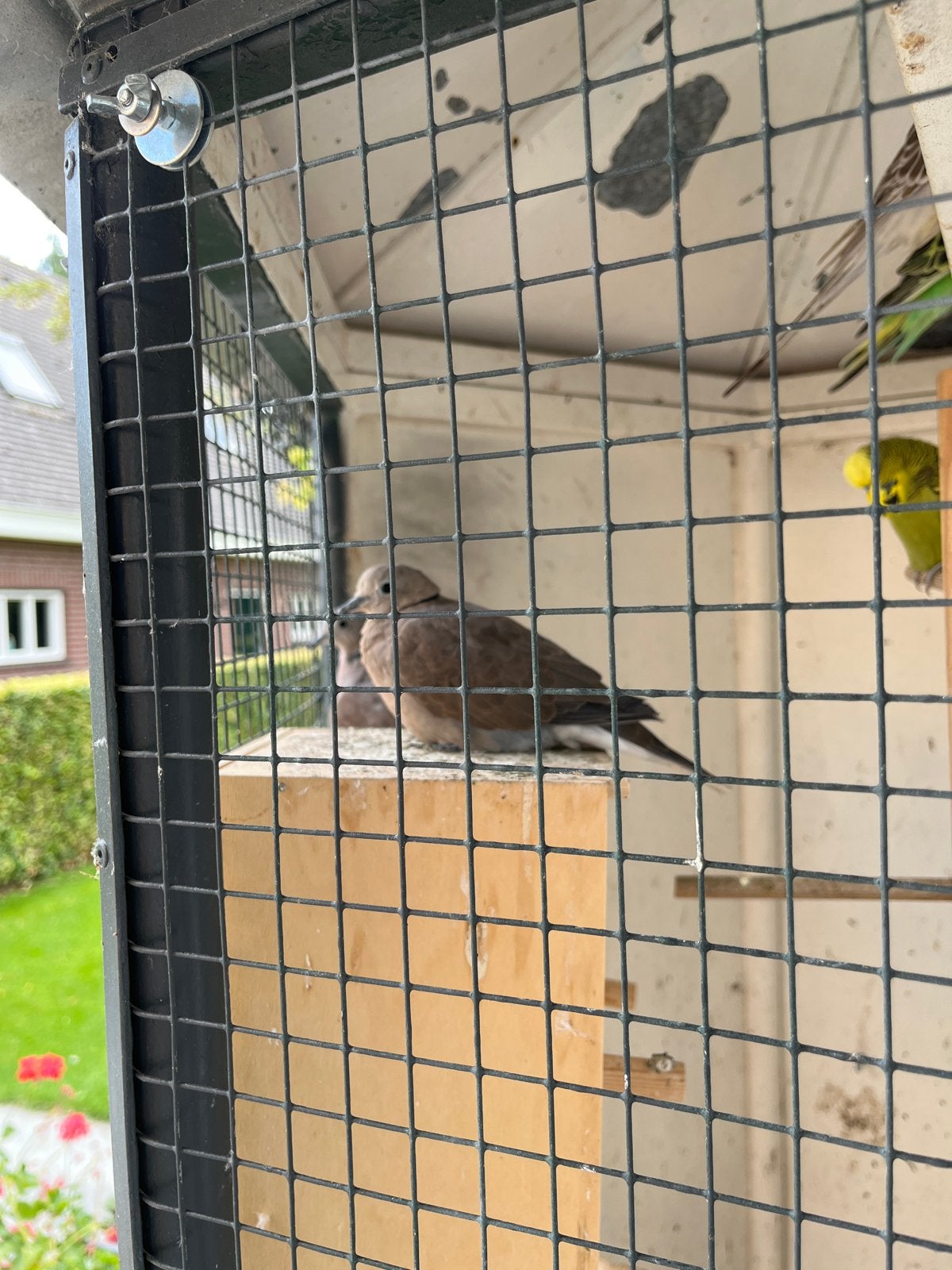 Te koop koppel birmees duiven, Meerdere dieren, Tortelduif