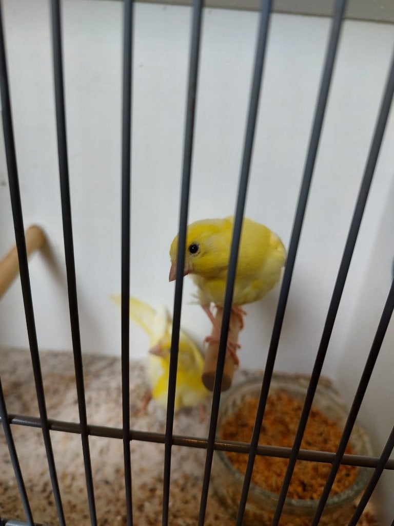 Kanarie (2x), Geslacht onbekend, Kleurkanarie