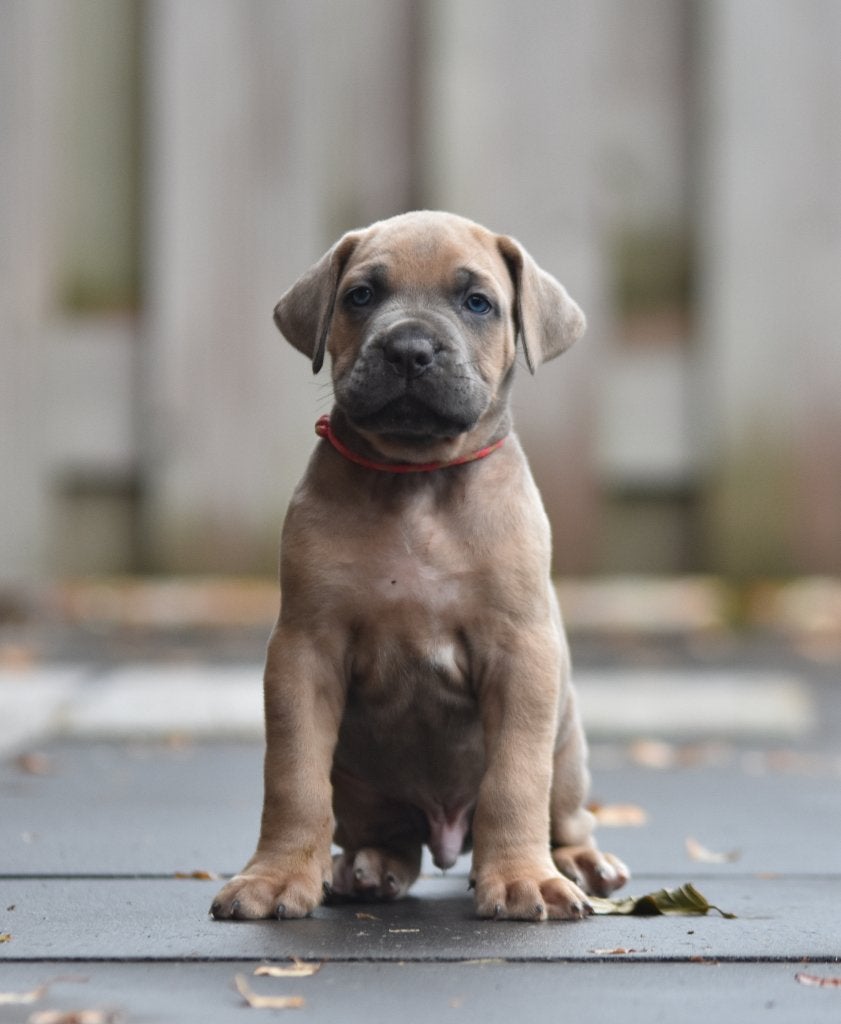 Mooie Rastypisch Cane corso pups beschikbaar, Dieren en Toebehoren, Nederland, Overige rassen, CDV (hondenziekte), 8 tot 15 weken