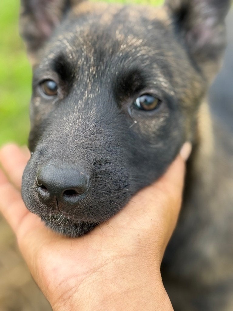 Mechelse herder x Hollandse herder teefje (gestroomd), Dieren en Toebehoren, Honden | Herdershonden en Veedrijvers, Parvo, 8 tot 15 weken